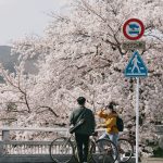 Cherry Blossoms in Tokyo