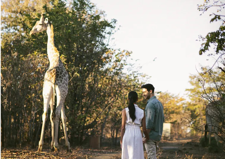 Wildlife safari in Namibia